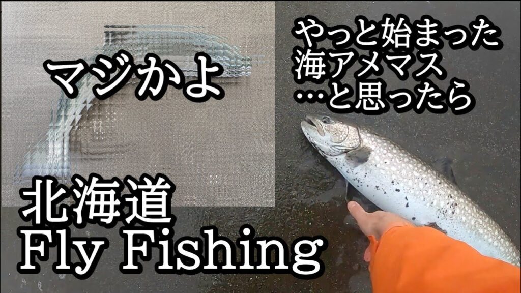 海アメマス釣り開幕！のはずが…【 北海道 フライフィッシング 】