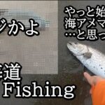 海アメマス釣り開幕！のはずが…【 北海道 フライフィッシング 】