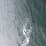 銀山湖　釣り宿「湖山荘」がちょいと釣りをしたら綺麗なサクラマスが釣れたとさ。