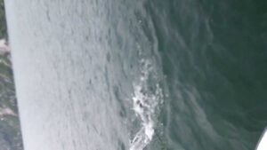 銀山湖　釣り宿「湖山荘」がちょいと釣りをしたら綺麗なサクラマスが釣れたとさ。