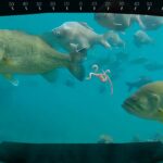 潜水艦ラジコンで釣りしてみた