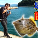 みんな大好きなあの高級魚が堤防から手軽に釣れる！