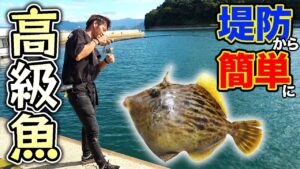 みんな大好きなあの高級魚が堤防から手軽に釣れる!