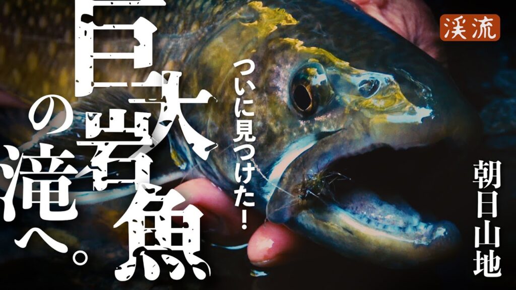 【渓流釣り】 川を遡る巨大イワナ。その核心部に迫る！朝日山地／魚が集まる源流滝巡り