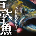 【渓流釣り】 川を遡る巨大イワナ。その核心部に迫る！朝日山地／魚が集まる源流滝巡り