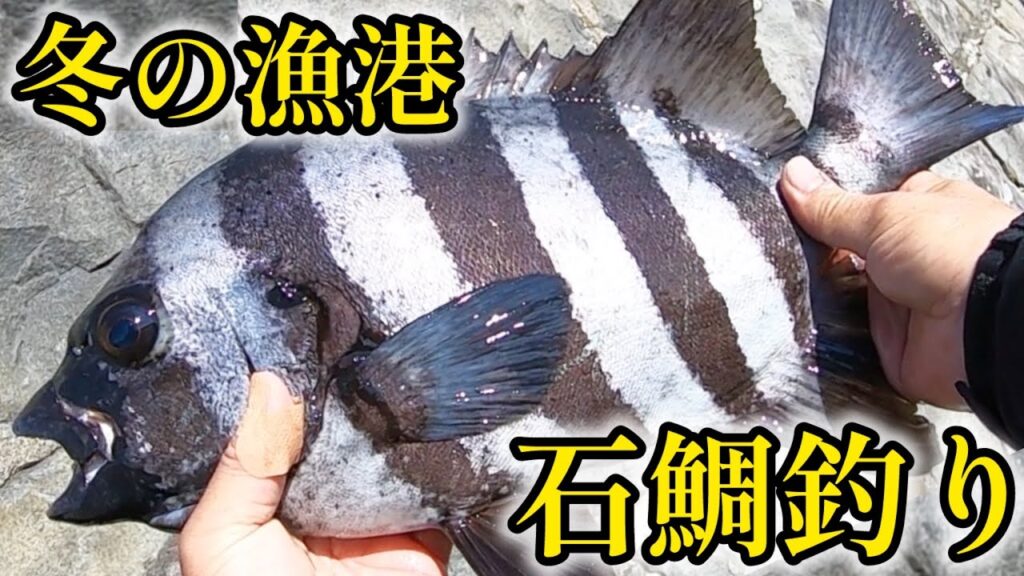 冬の漁港でも石鯛は釣れる！【かぶせ釣り】