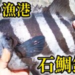 冬の漁港でも石鯛は釣れる！【かぶせ釣り】