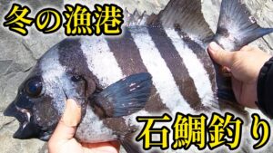 冬の漁港でも石鯛は釣れる!【かぶせ釣り】