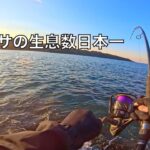 釣り人憧れのターゲット「ヒラマサ」の魚影が日本一濃い海で釣りをすると‥