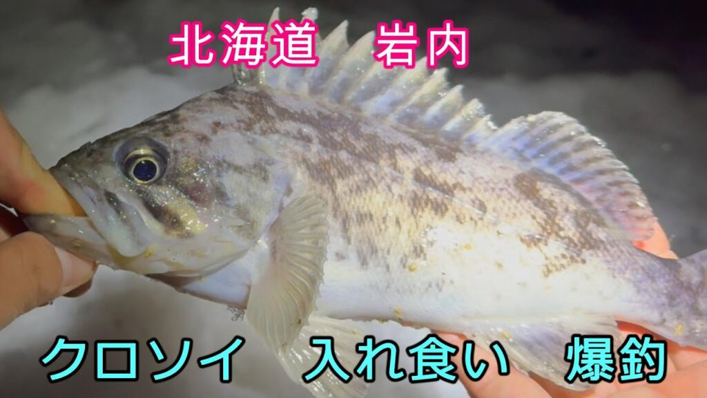 クロソイ？マゾイ？根魚三昧！冬の北海道の海で、入れ食いロックフィッシュ祭りじゃ！#海釣り #根魚 #アウトドア #北海道 #岩内
