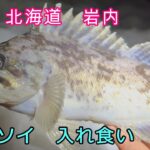 クロソイ？マゾイ？根魚三昧！冬の北海道の海で、入れ食いロックフィッシュ祭りじゃ！#海釣り #根魚 #アウトドア #北海道 #岩内