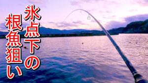【海釣り】夕まずめに漁港で釣りしてきたよ!