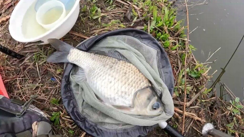 びん沼公園　のっこみ釣査　ヘラブナ釣り