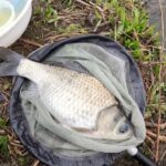 びん沼公園　のっこみ釣査　ヘラブナ釣り