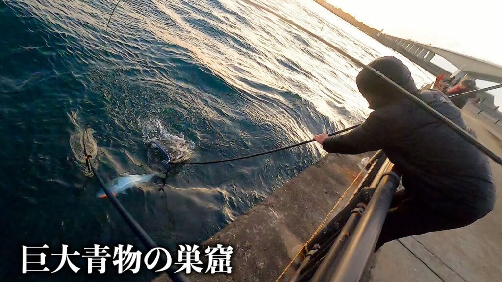 巨大青物の巣窟と化した海釣り公園が凄すぎる！