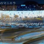 埼玉県 柴山沼の投げワカサギ釣り