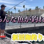 【新居海釣り公園】いろんな魚が釣れた！