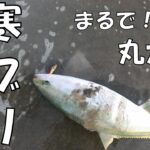 サーフであのルアー投げたら高確率で極太のブリが釣れまくる。脳汁止まんないよ！どうすんの・・・【サーフ釣り】