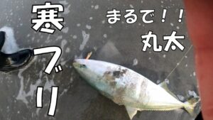 サーフであのルアー投げたら高確率で極太のブリが釣れまくる。脳汁止まんないよ！どうすんの・・・【サーフ釣り】