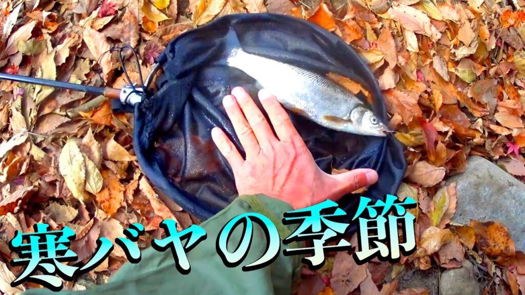 ［真冬の川釣り］ことだまに注意!! 【寒バヤ塩焼き】