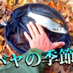 ［真冬の川釣り］ことだまに注意!! 【寒バヤ塩焼き】