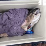 ロックトラウトをご存知か。　フィッシャーリゾート庄原　管理釣り場　ニジマス釣り