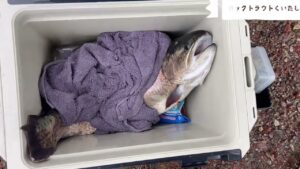 ロックトラウトをご存知か。　フィッシャーリゾート庄原　管理釣り場　ニジマス釣り