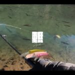ザッガー、ハンクルシャッド、月虫… エリアミノーイング聖地の手強い鱒達と知恵比べしてきた #エリアトラウト #管理釣り場 #日本イワナセンター