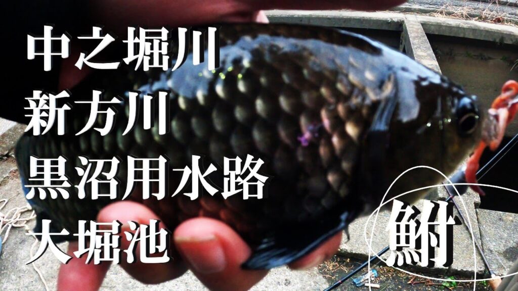 【中之堀川、新方川、黒沼用水路、大堀池、餌釣り】【利根川＆荒川水系、バス釣り、コイ釣り、雷魚釣り、ナマズ釣り、クチボソ、餌釣り、フィシング、埼玉釣り、関東釣り、白岡、春日部、さいたま市エリア】