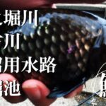 【中之堀川、新方川、黒沼用水路、大堀池、餌釣り】【利根川＆荒川水系、バス釣り、コイ釣り、雷魚釣り、ナマズ釣り、クチボソ、餌釣り、フィシング、埼玉釣り、関東釣り、白岡、春日部、さいたま市エリア】