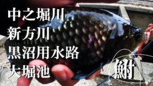【中之堀川、新方川、黒沼用水路、大堀池、餌釣り】【利根川&荒川水系、バス釣り、コイ釣り、雷魚釣り、ナマズ釣り、クチボソ、餌釣り、フィシング、埼玉釣り、関東釣り、白岡、春日部、さいたま市エリア】