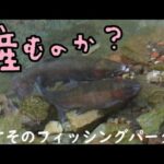 管理釣り場のマスが産みそうで産まない・・・