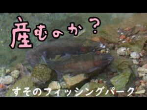 管理釣り場のマスが産みそうで産まない・・・