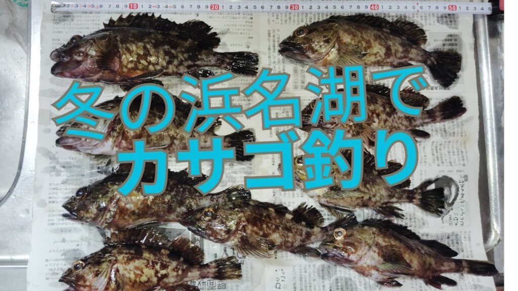 浜名湖の高級魚を釣る！　＃浜名湖釣り　＃釣り　＃カサゴ