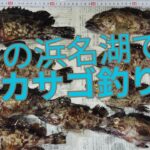 浜名湖の高級魚を釣る！　＃浜名湖釣り　＃釣り　＃カサゴ