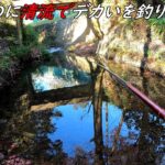 真冬なのでデカい魚が入れ喰い！！清流最高！！