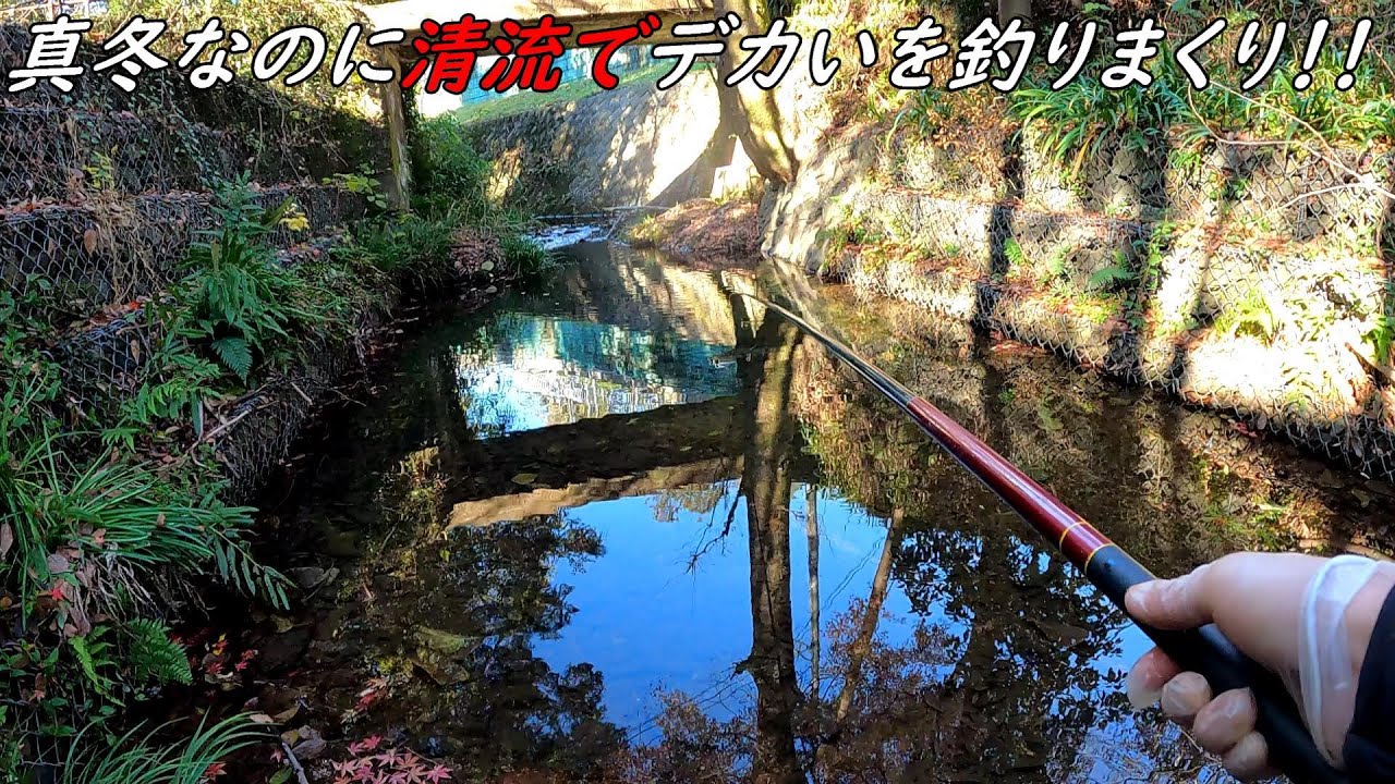 真冬なのでデカい魚が入れ喰い!!清流最高!!