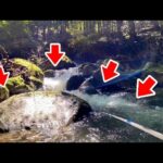 山奥にヤバすぎる魚の巣窟があった