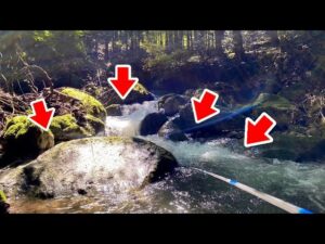 山奥にヤバすぎる魚の巣窟があった