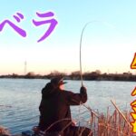 牛久沼で厳寒期の底釣り！真冬に見事な寒ベラが釣れる有名ポイントに挑む【西谷田川】