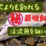 ミミズよりも釣れる、丸秘最強餌で渓流魚を狙い撃つ