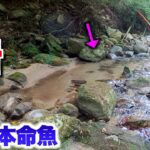 狙った魚が渓流の岩下から次々に飛び出してきた！！