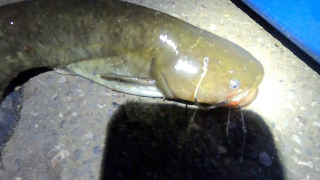 夜の川釣り気持ち良すぎだろ！【釣り】【東京】【黒目川】【ナマズ】【食べる】