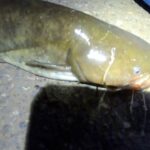 夜の川釣り気持ち良すぎだろ！【釣り】【東京】【黒目川】【ナマズ】【食べる】