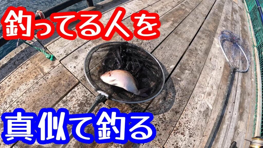 【海上釣堀】激シブシーズンは釣っている人を真似て釣る【まるや】