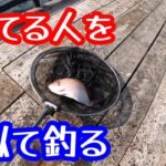 【海上釣堀】激シブシーズンは釣っている人を真似て釣る【まるや】