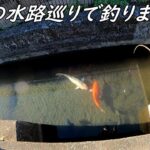 真冬水路巡りで釣りまくる！！！