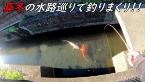 真冬水路巡りで釣りまくる！！！