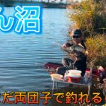 びん沼へらぶな釣り！上手い人は両団子で釣れるみたい！底釣りしてんのに勝てないw