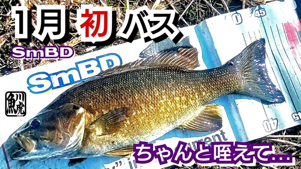 yasu １月初バスはこんな感じで釣る【川バス釣り】スモールマウスバス2025年1月Smallmouth bassfishing